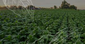 Tobacco Field